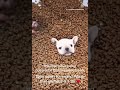 Pibble S Been Rewarded Greatly Hopefully This Not His Downfall Pibble Funny Memes Dog Fyp