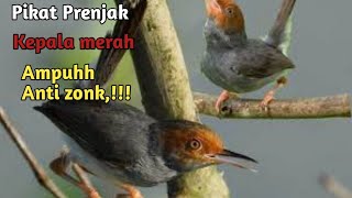 Download lagu pikat prenjak kepala merah ampuhh anti zonk//suara keras dan terbukti ampuhh,!!!! mp3