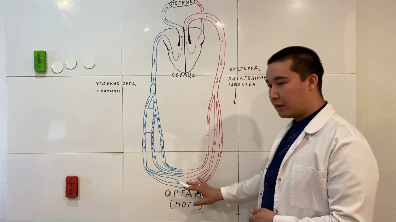 Стоит ли удалять варикозные вены, а как жить без вен?