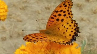 butterfly feeding on flower