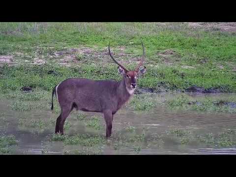 Djuma: Waterbuck bull and Impalas - 17:53 - 12/13/19