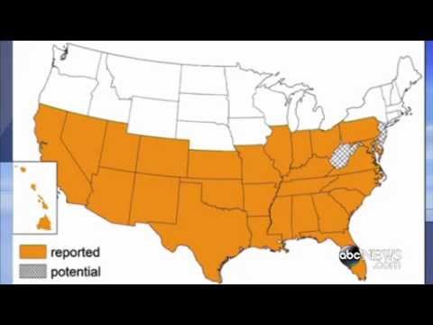 CDC Warns of Deadly 'Kissing Bug'