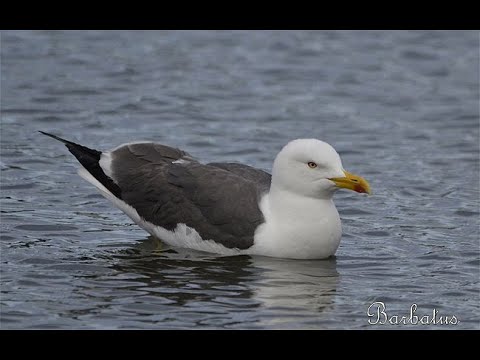Laridae