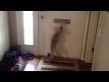 Dog Attacks Mail