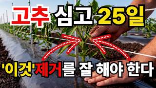 똑같이 심어도 수확량 2배 차이 나는 이유, 곁순 제거 '이것' 모르면 돈 버리는 겁니다