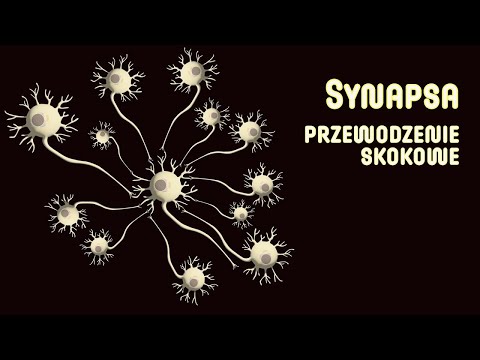 Synapsa chemiczna | Synapsa elektryczna | Przewodzenie skokowe | Układ nerwowy