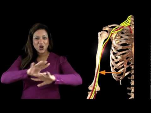 Funky Anatomy EXAM ANSWERS Median Nerve