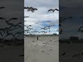 Feeding Seagulls At The Beach A LOTS OF SEAGULLS Kids Had Fun