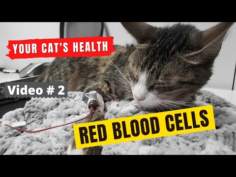 Red Blood Cells of Cats - Anemia || Pet Owner's should know || Video 2- Animalia Dot Pk