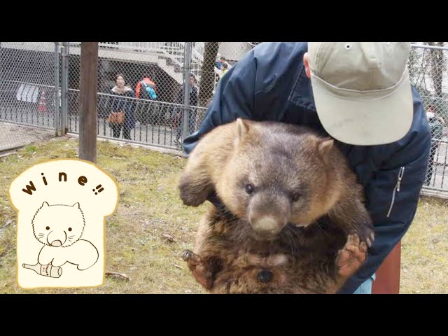 のっそりノソノソ…五月山動物園のウォンバットを捕まえてみると…？のサムネイル画像