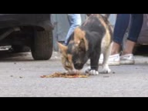 Special tours to feed stray cats and dogs ++REPLAY++