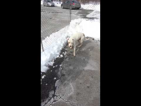 // JOKER // 3 (RESCUED), an adopted American Bulldog Mix in Youngstown, OH_image-1