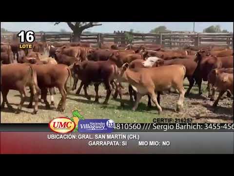 Lote 300 Terneros en Gral. San Martín, Chaco