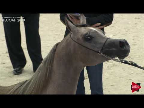 N 47 SQ GHARAM   Sharjah International 2019