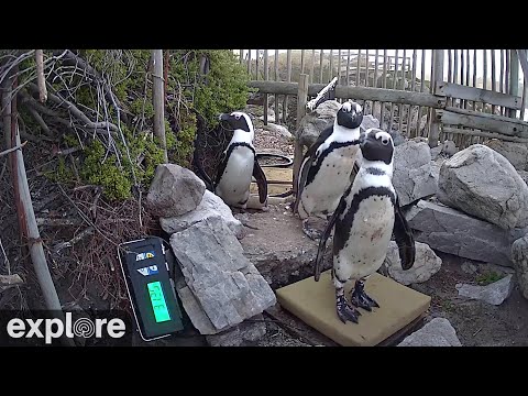 Stony Point Penguins, South Africa live webcam