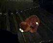EVIL ELMO