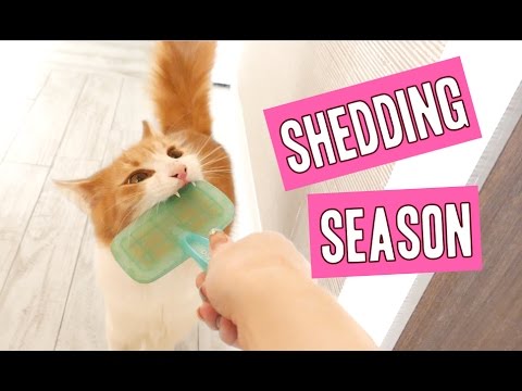 Cat Hair Shedding Season