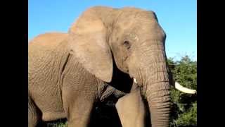 preview picture of video 'Elefante encara turistas no Addo Elephant National Park'