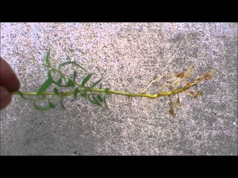 コークスクリューヤナギ 植物