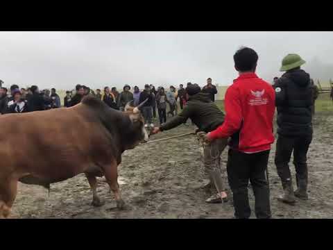 Nyuj ej kaus piv Vs Nyuj ntsoob foom lauj lom zem tas tas