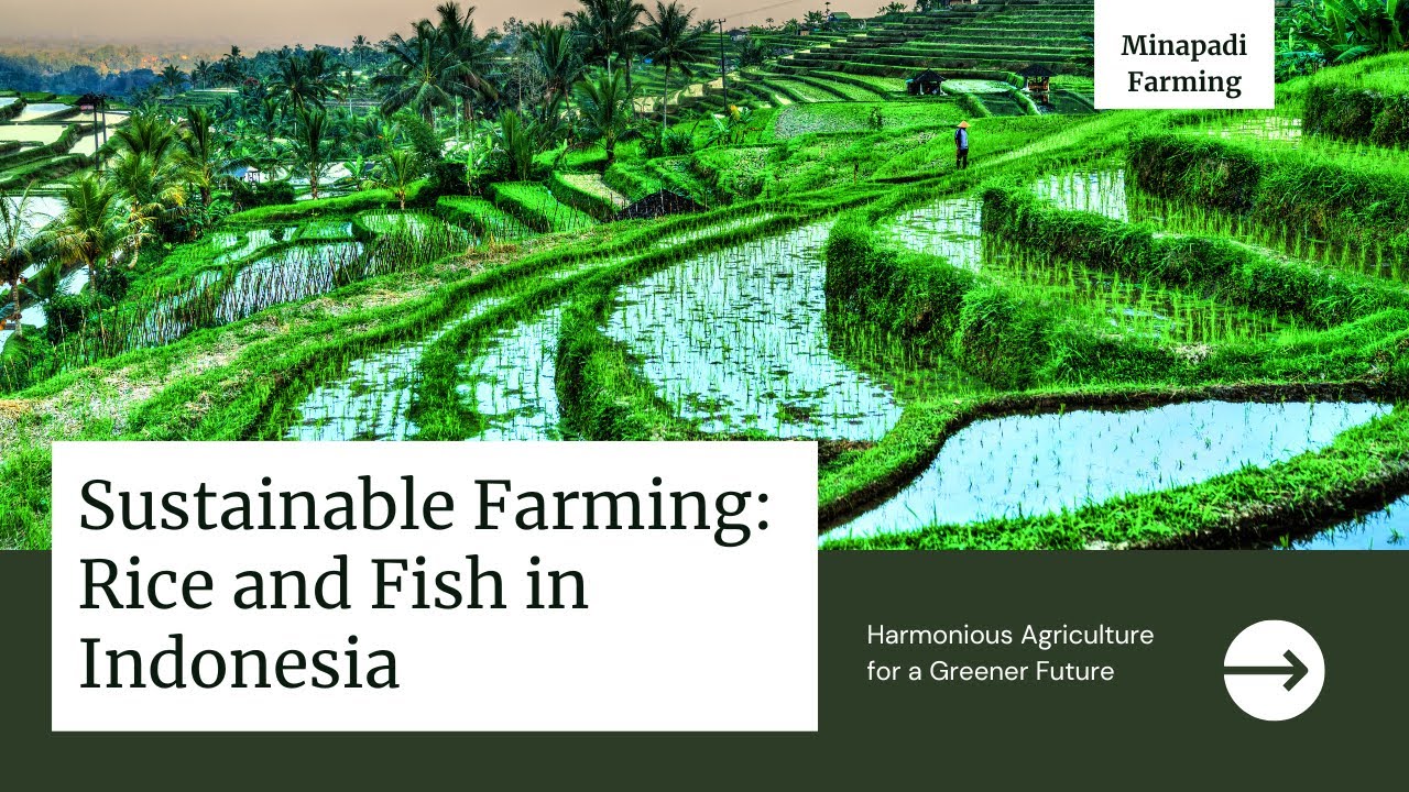 Green Revolution  The Minapadi System of Indonesia