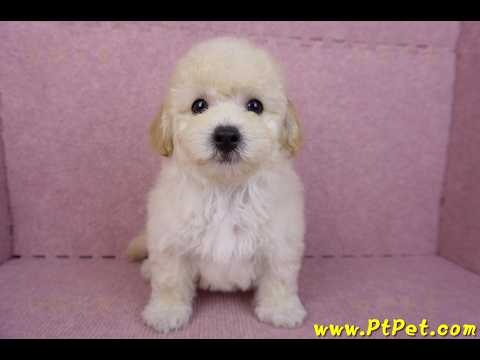 08/14泰迪比熊公幼犬(屏東內埔)