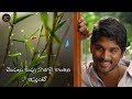 Nammavemo Gaani Song Parugu Movie Best Whatsapp Status Video Allu Arjun Sheela Karu