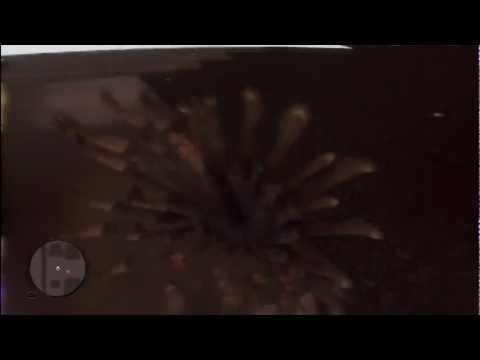 Red Dead Redemption: Drug Trip