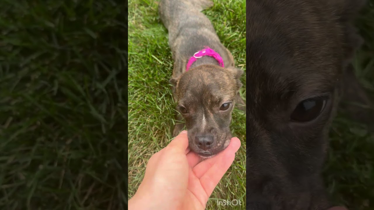 Sassy, a Adoptable mixed breed in Washington, DC video 6/6