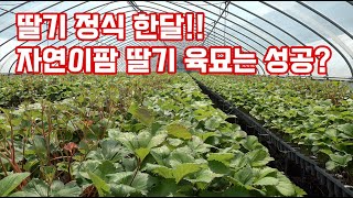 자연이팜 올해 딸기 육묘는 성공했능까?? 관리 육묘장에 방문하여 그 상태를 확인하였습니다!! 정식…