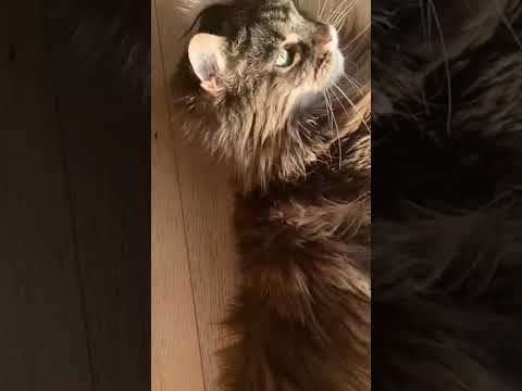 Removing Maine Coon Hairballs