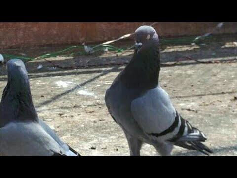 , title : 'High flying pigeon!! Top quality desi High flyer!!  Indian high flying pigeon!! Odisha pigeon'