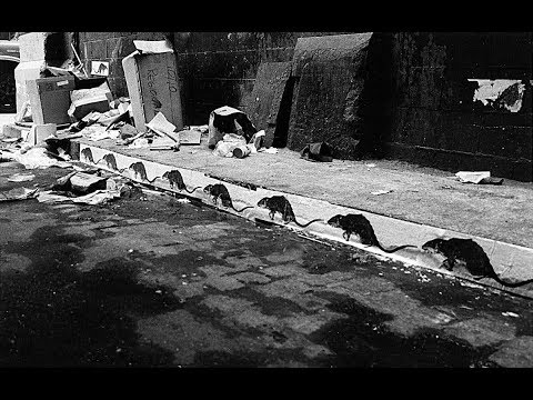 download lagu mp3 mp4 Rat Treatment Mumbai, download lagu Rat Treatment Mumbai gratis, unduh video klip Rat Treatment Mumbai