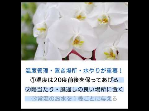 冬に蘭の世話をするにはどうすればよいですか？力強く成長するための5つの重要なステップ  庭園