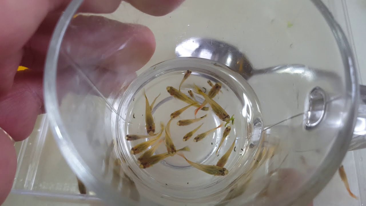 selekcja gupików jak to robic w domu StarTV elo elo :)