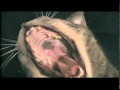 Cat S Eye 2 Trailer