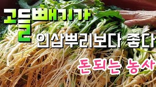 7월에파종한 고들빼기 결과는 ? 고들빼기 뿌리가 인삼보다 좋다, 고들빼기 효능이?
