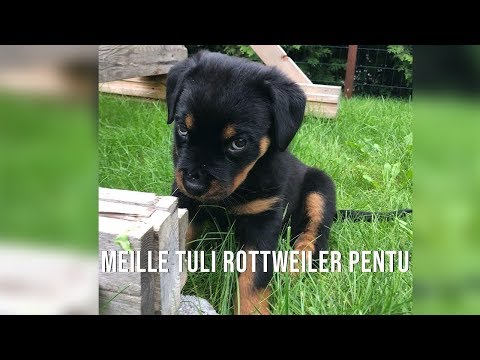 download lagu mp3 mp4 Pentu, download mp3 Pentu free download mp3, download mp3 Pentu