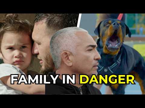 How to Help Traumatized Dogs and Stop Cat Aggression | Better Human Better Dog