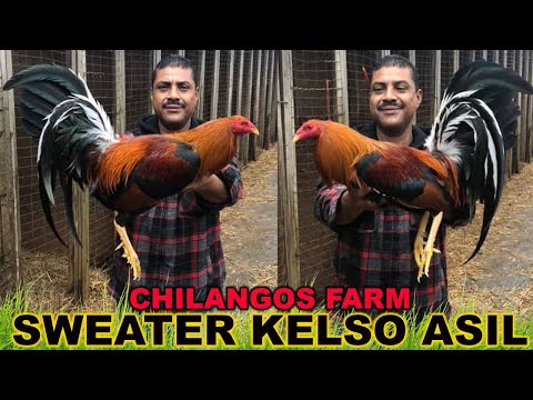Sweater Kelso Asil Grey Xavier Rodriguez Chilango's Farm Tennessee USA - Beautiful Birds