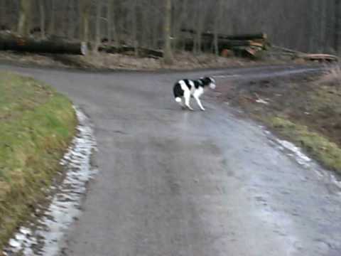 Die unsichtbare Leine