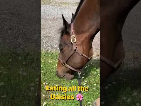 , title : 'Horse eats all the Daisies 🌸 Quarter Horse eating Daisies 🌸 Eating Flowers 🌸'