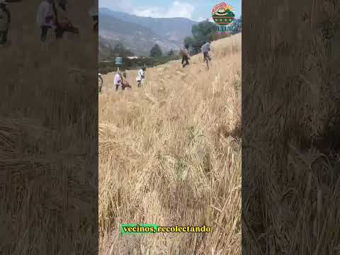 Mas sobre el trigo de socotá boyacá #historia #campo #boyacacolombia