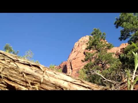 Zion in 60 Seconds