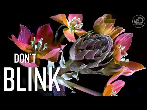 download lagu mp3 mp4 Blink Discovery, download lagu Blink Discovery gratis, unduh video klip Blink Discovery