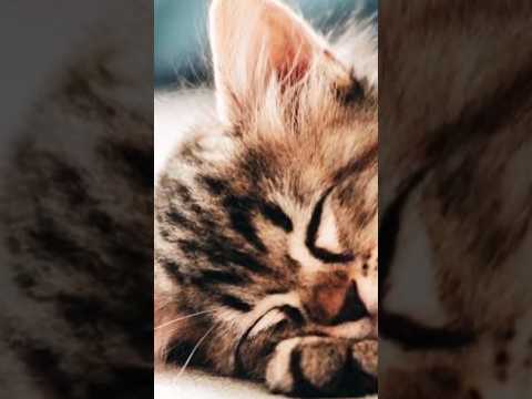 funny cats compilation #cats #shorts #viral