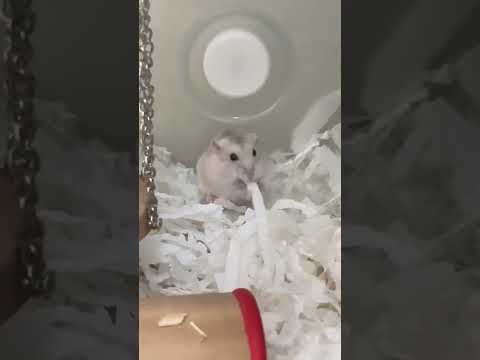 起司的熱量在身上可看見-亞大聖市-人氣寵物票選