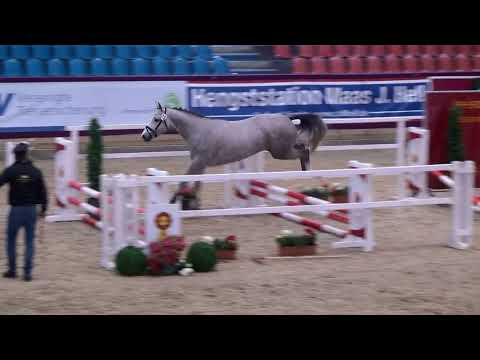 KN 28 v. Cellestial x Kolibri