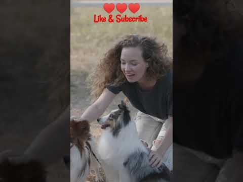 Cute & Funny Puppy Videos 21# Subscribe For Support Plz # Short # CFA-014♥♥♥