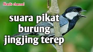 Download lagu Suara pikat burung jingjing terep mp3